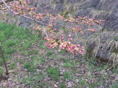 20180423桜状況.JPG